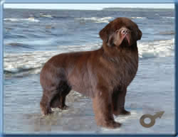 Ice Cream Ambassador, ньюфаундленд, коричневый кобель, Newfoundland brown dog. Питомник Funnewf. Сайт Piternewf.
