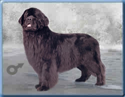 Vivat Vialiki Miadzvedz, ньюфаундленд, черный кобель, Newfoundland black dog. Питомник Funnewf. Сайт Piternewf.