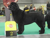 Monna : prize-winner of World Dog Show!