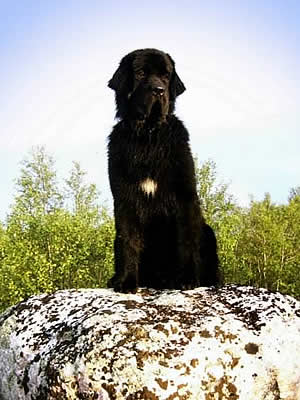 PiterNyuf Nota Bene, ньюфаундленд, бело-черная сука, Newfoundland white&black bitch. Питомник Piternyuf. Сайт Piternewf.