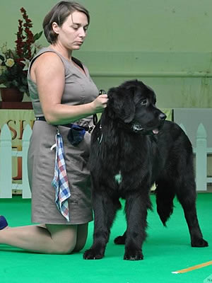 PiterNyuf Nota Bene, ньюфаундленд, бело-черная сука, Newfoundland white&black bitch. Питомник Piternyuf. Сайт Piternewf.