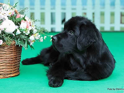 PiterNyuf Nota Bene, ньюфаундленд, бело-черная сука, Newfoundland white&black bitch. Питомник Piternyuf. Сайт Piternewf.