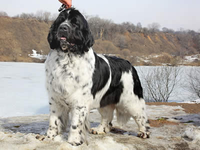 Mag Ispolin Carte Blanche For Piternyuf, ньюфаундленд, бело-черная сука, Newfoundland white&black bitch. Питомник Piternyuf. Сайт Piternewf.