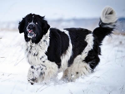 Mag Ispolin Carte Blanche For Piternyuf, ньюфаундленд, бело-черная сука, Newfoundland white&black bitch. Питомник Piternyuf. Сайт Piternewf.