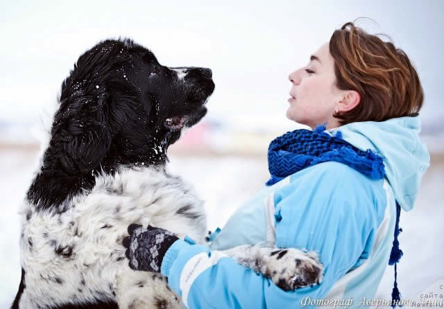 Mag Ispolin Carte Blanche For Piternyuf, ньюфаундленд, бело-черная сука, Newfoundland white&black bitch. Питомник Piternyuf. Сайт Piternewf.