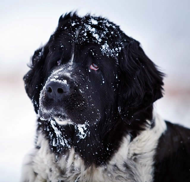 Mag Ispolin Carte Blanche For Piternyuf, ньюфаундленд, бело-черная сука, Newfoundland white&black bitch. Питомник Piternyuf. Сайт Piternewf.