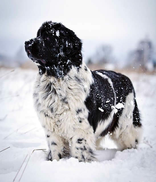 Mag Ispolin Carte Blanche For Piternyuf, ньюфаундленд, бело-черная сука, Newfoundland white&black bitch. Питомник Piternyuf. Сайт Piternewf.