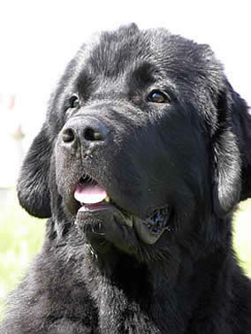 Drive Me Crazy of Apachee's Home, ньюфаундленд, черный (рец. бело-черный) кобель, Newfoundland black (rec. white&black) dog. Питомник Piternyuf. Сайт Piternewf.