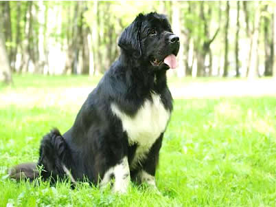 PiterNyuf Zhivenchy, ньюфаундленд, черная (рецессивно бело-черная) сука, Newfoundland black (recessive white&black) bitch. Питомник Piternyuf. Сайт Piternewf.