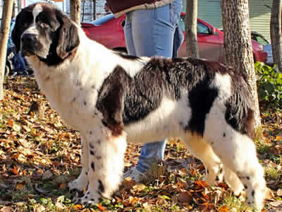 Piternyuf Honey-Money, ньюфаундленд, бело-черная сука, Newfoundland white&black bitch. Питомник Piternyuf. Сайт Piternewf.