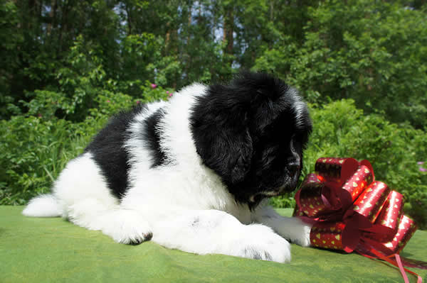 Piternyuf I'll Stand By You, ньюфаундленд, бело-черная сука, Newfoundland white&black bitch. Питомник Piternyuf. Сайт Piternewf.