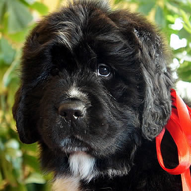 Piternyuf Enigma, ньюфаундленд, черная (рецессивно бело-черная) сука, Newfoundland black (recessive white and black) bitch. Питомник Piternyuf. Сайт Piternewf.