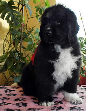 Piternyuf Enigma, ньюфаундленд, черная (рецессивно бело-черная) сука, Newfoundland black (recessive white and black) bitch. Питомник Piternyuf. Сайт Piternewf.