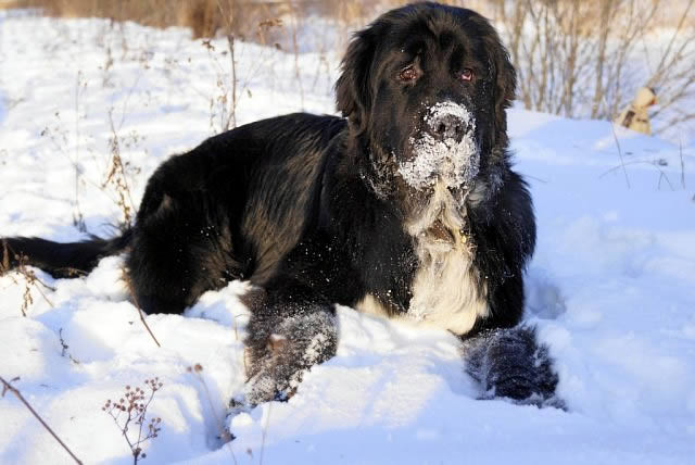 Piternyuf Enigma, ньюфаундленд, черная (рецессивно бело-черная) сука, Newfoundland black (recessive white and black) bitch. Питомник Piternyuf. Сайт Piternewf.