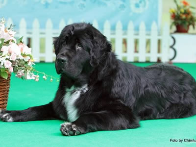 Piternyuf Enigma, ньюфаундленд, черная (рецессивно бело-черная) сука, Newfoundland black (recessive white and black) bitch. Питомник Piternyuf. Сайт Piternewf.