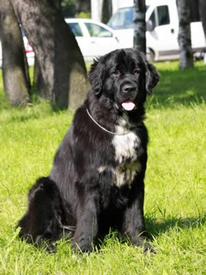 Piternyuf Enigma, ньюфаундленд, черная (рецессивно бело-черная) сука, Newfoundland black (recessive white and black) bitch. Питомник Piternyuf. Сайт Piternewf.