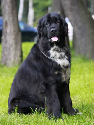 Piternyuf Enigma, ньюфаундленд, черная (рецессивно бело-черная) сука, Newfoundland black (recessive white and black) bitch. Питомник Piternyuf. Сайт Piternewf.