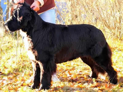 Piternyuf Enigma, ньюфаундленд, черная (рецессивно бело-черная) сука, Newfoundland black (recessive white and black) bitch. Питомник Piternyuf. Сайт Piternewf.