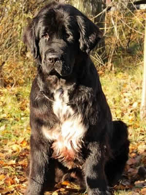 Piternyuf Enigma, ньюфаундленд, черная (рецессивно бело-черная) сука, Newfoundland black (recessive white and black) bitch. Питомник Piternyuf. Сайт Piternewf.