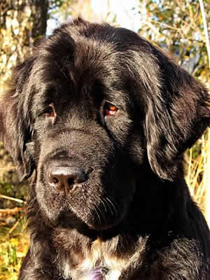 Piternyuf Enigma, ньюфаундленд, черная (рецессивно бело-черная) сука, Newfoundland black (recessive white and black) bitch. Питомник Piternyuf. Сайт Piternewf.