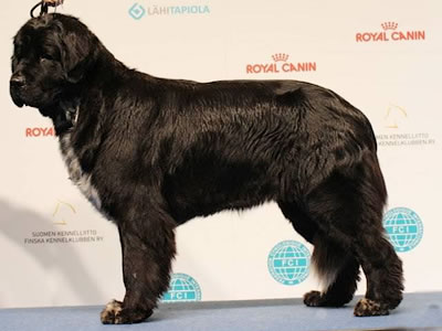 Piternyuf Enigma, ньюфаундленд, черная (рецессивно бело-черная) сука, Newfoundland black (recessive white and black) bitch. Питомник Piternyuf. Сайт Piternewf.