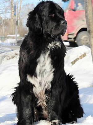 Piternyuf Enigma, ньюфаундленд, черная (рецессивно бело-черная) сука, Newfoundland black (recessive white and black) bitch. Питомник Piternyuf. Сайт Piternewf.