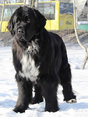 Piternyuf Enigma, ньюфаундленд, черная (рецессивно бело-черная) сука, Newfoundland black (recessive white and black) bitch. Питомник Piternyuf. Сайт Piternewf.