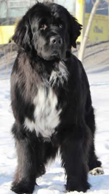 Piternyuf Enigma, ньюфаундленд, черная (рецессивно бело-черная) сука, Newfoundland black (recessive white and black) bitch. Питомник Piternyuf. Сайт Piternewf.