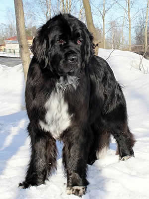 Piternyuf Enigma, ньюфаундленд, черная (рецессивно бело-черная) сука, Newfoundland black (recessive white and black) bitch. Питомник Piternyuf. Сайт Piternewf.