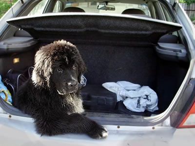 Piternyuf Enigma, ньюфаундленд, черная (рецессивно бело-черная) сука, Newfoundland black (recessive white and black) bitch. Питомник Piternyuf. Сайт Piternewf.