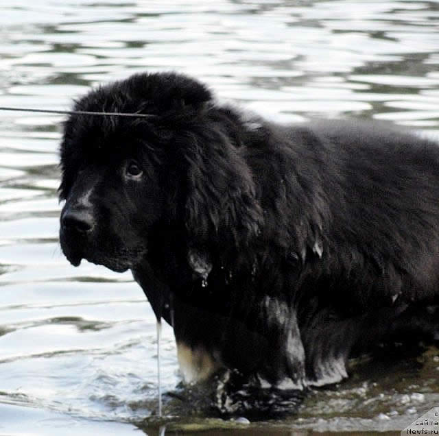 Piternyuf Enigma, ньюфаундленд, черная (рецессивно бело-черная) сука, Newfoundland black (recessive white and black) bitch. Питомник Piternyuf. Сайт Piternewf.