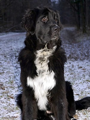 Piternyuf Enigma, ньюфаундленд, черная (рецессивно бело-черная) сука, Newfoundland black (recessive white and black) bitch. Питомник Piternyuf. Сайт Piternewf.