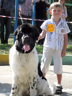 Don't Worry Be Happy De L'Etoile De Cyrice, ньюфаундленд, бело-черная сука, Newfoundland white&black bitch. Питомник Piternyuf. Сайт Piternewf.