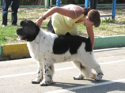 Don't Worry Be Happy De L'Etoile De Cyrice, ньюфаундленд, бело-черная сука, Newfoundland white&black bitch. Питомник Piternyuf. Сайт Piternewf.