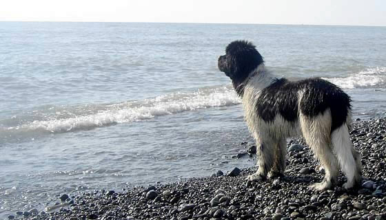 Don't Worry Be Happy De L'Etoile De Cyrice, ньюфаундленд, бело-черная сука, Newfoundland white&black bitch. Питомник Piternyuf. Сайт Piternewf.