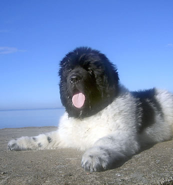 Don't Worry Be Happy De L'Etoile De Cyrice, ньюфаундленд, бело-черная сука, Newfoundland white&black bitch. Питомник Piternyuf. Сайт Piternewf.