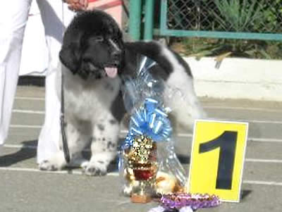 Piternyuf Play Boy, ньюфаундленд, бело-черный кобель, Newfoundland white&black dog. Питомник Piternyuf. Сайт Piternewf.