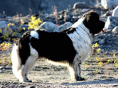 Piternyuf Play Boy, ньюфаундленд, бело-черный кобель, Newfoundland white&black dog. Питомник Piternyuf. Сайт Piternewf.