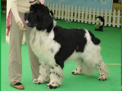 Piternyuf Play Boy, ньюфаундленд, бело-черный кобель, Newfoundland white&black dog. Питомник Piternyuf. Сайт Piternewf.