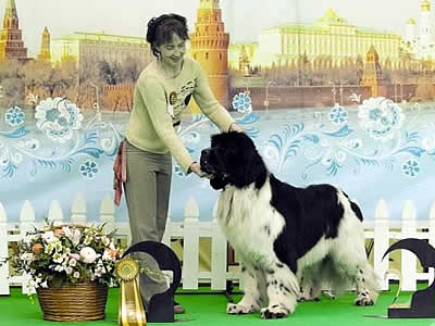 Piternyuf Play Boy, ньюфаундленд, бело-черный кобель, Newfoundland white&black dog. Питомник Piternyuf. Сайт Piternewf.