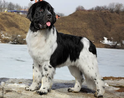 Piternyuf Play Boy, ньюфаундленд, бело-черный кобель, Newfoundland white&black dog. Питомник Piternyuf. Сайт Piternewf.