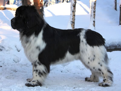 Piternyuf Play Boy, ньюфаундленд, бело-черный кобель, Newfoundland white&black dog. Питомник Piternyuf. Сайт Piternewf.