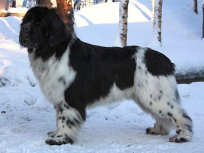 Piternyuf Play Boy, ньюфаундленд, бело-черный кобель, Newfoundland white&black dog. Питомник Piternyuf. Сайт Piternewf.