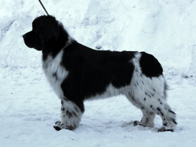 Piternyuf Play Boy, ньюфаундленд, бело-черный кобель, Newfoundland white&black dog. Питомник Piternyuf. Сайт Piternewf.