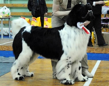 Piternyuf Play Boy, ньюфаундленд, бело-черный кобель, Newfoundland white&black dog. Питомник Piternyuf. Сайт Piternewf.