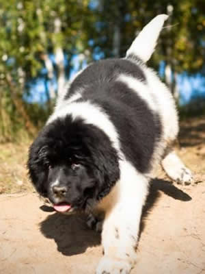 Piternyuf Prodigy, ньюфаундленд, бело-черная сука, Newfoundland white&black bitch. Питомник Piternyuf. Сайт Piternewf.