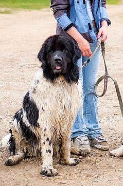 Piternyuf Prodigy, ньюфаундленд, бело-черная сука, Newfoundland white&black bitch. Питомник Piternyuf. Сайт Piternewf.