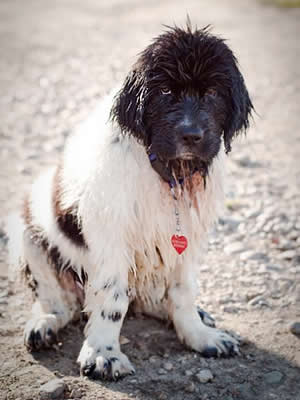 Piternyuf Prodigy, ньюфаундленд, бело-черная сука, Newfoundland white&black bitch. Питомник Piternyuf. Сайт Piternewf.