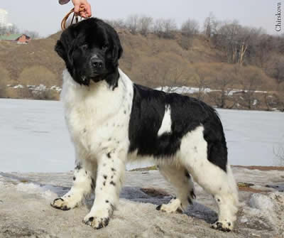 Piternyuf Prodigy, ньюфаундленд, бело-черная сука, Newfoundland white&black bitch. Питомник Piternyuf. Сайт Piternewf.