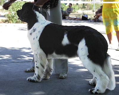 Piternyuf Prodigy, ньюфаундленд, бело-черная сука, Newfoundland white&black bitch. Питомник Piternyuf. Сайт Piternewf.